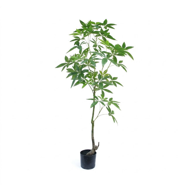 Kunstplant Schefflera - ↕120cm