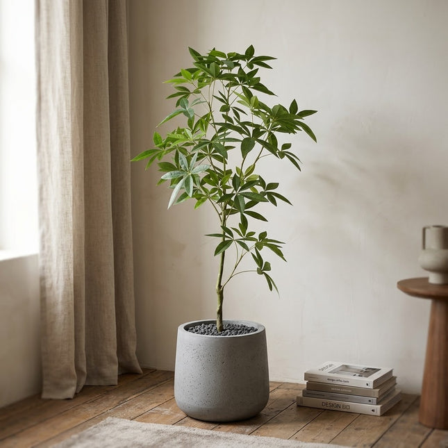 Kunstplant Schefflera - ↕120cm