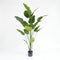 Kunst Strelitzia