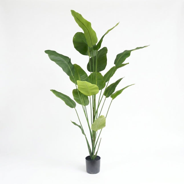 Kunstplant Strelitzia - ↕210cm