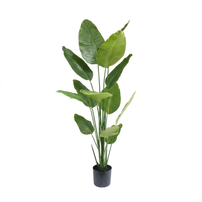 Kunstplant Strelitzia - ↕180cm