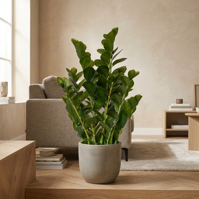 Kunstplant Zamioculcas - ↕90cm