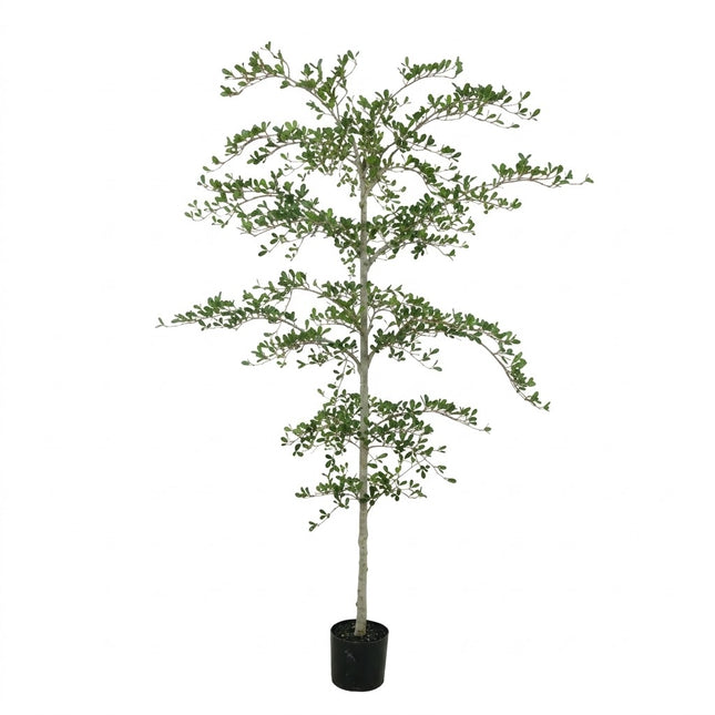 Kunstplant Zwarte Olijfboom - ↕210cm