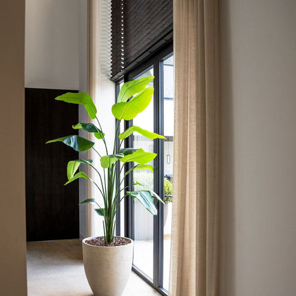 Kunstplant Strelitzia - ↕210cm