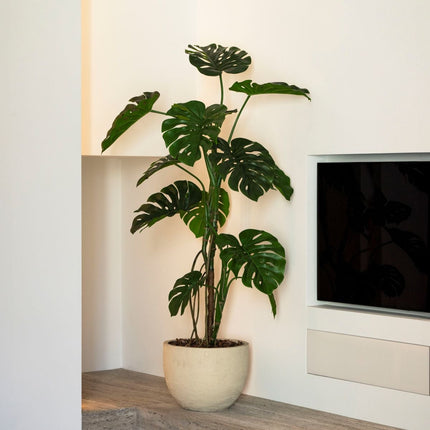 Kunstplant Monstera - ↕150cm