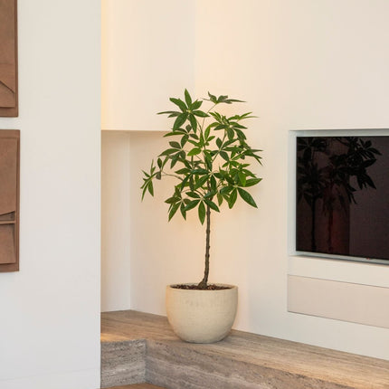 Kunstplant Schefflera - ↕120cm