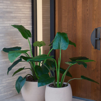 Konstväxt Alocasia - ↕120cm