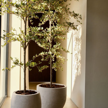 Kunstplant Zwarte Olijfboom - ↕210cm
