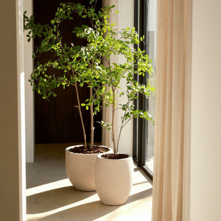 Kunstplant Moringa - ↕150cm