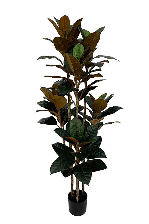 Kunstplant Ficus elastica met 3 stammen - ↕160cm