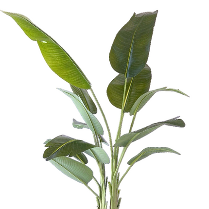 Kunstplant Strelitzia - ↕180cm