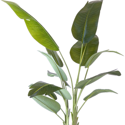 Kunstplant Strelitzia - ↕200cm