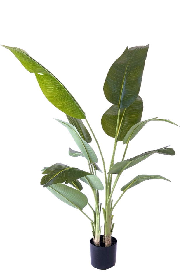 Kunstplant Strelitzia - ↕200cm