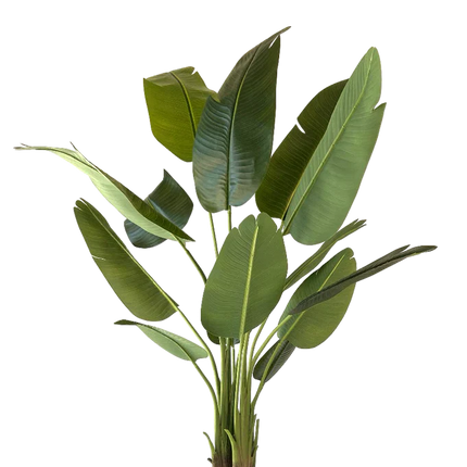 Kunstplant Strelitzia - ↕150cm
