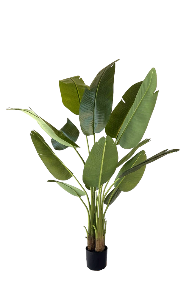 Kunstplant Strelitzia - ↕150cm