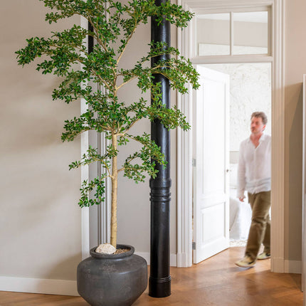 Kunstplant Buchida Buceras Shady Lady boom XL - ↕280cm