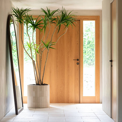 Kunstplant Dracaena Marginata - ↕230cm
