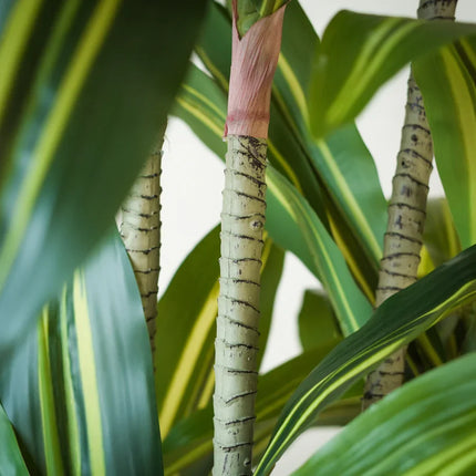 Kunstplant Dracaena Fragnans - ↕150cm