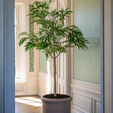 Kunstplant Ficus Alii‑boom - ↕230cm
