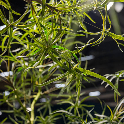 Kunstplant Queensland flesboom - ↕240cm