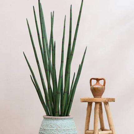 Pianta artificiale Sansevieria Cylindrica - ↕180cm