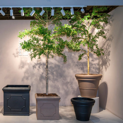Kunstplant Buchida Buceras Shady Lady boom XL - ↕280cm