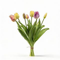 Collection image for: Nep Tulpen