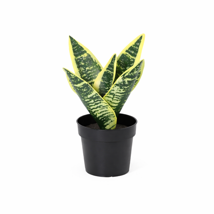 Kunstplant Sansevieria laurentii - ↕21cm
