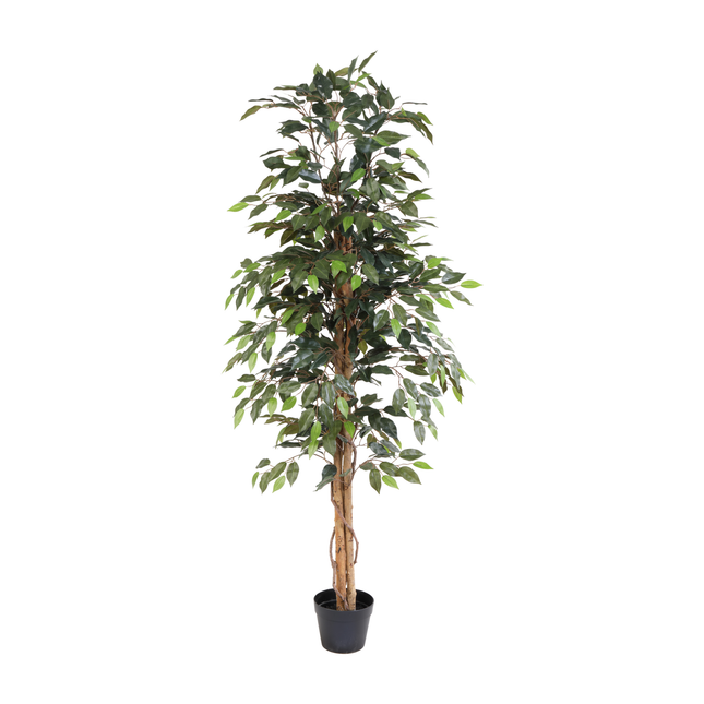Kunstplant Ficus Benjamina - ↕160cm