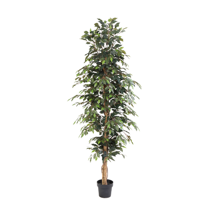 Kunstplant Ficus Benjamina - ↕205cm