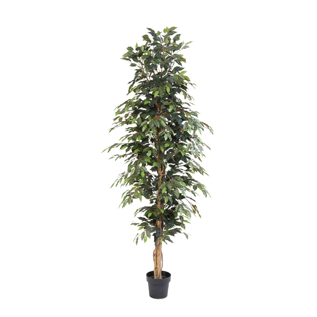 Kunstplant Ficus Benjamina - ↕205cm
