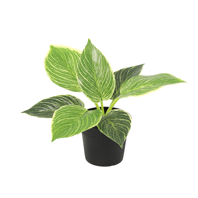 Kunstplant Philodendron birkin - ↕20cm