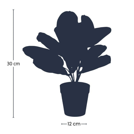 Kunstplant Maranta groen - in zwarte pot - ↕30cm - Ø12cm