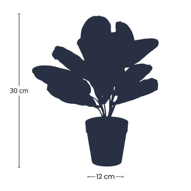 Kunstplant Maranta groen - in zwarte pot - ↕30cm - Ø12cm