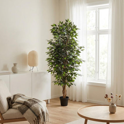 Kunstplant Ficus Benjamina - ↕180cm