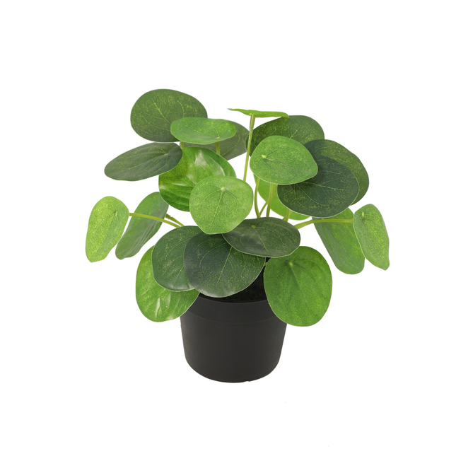 Kunstplant Pannenkoekplant - Pilea peperomioides - ↕17,5cm