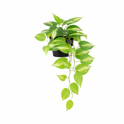 Kunstplant Epipremnum Variegata - ↕37cm