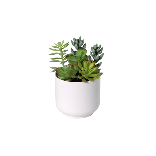 Kunstplant Succelent in witte pot - ↕19cm
