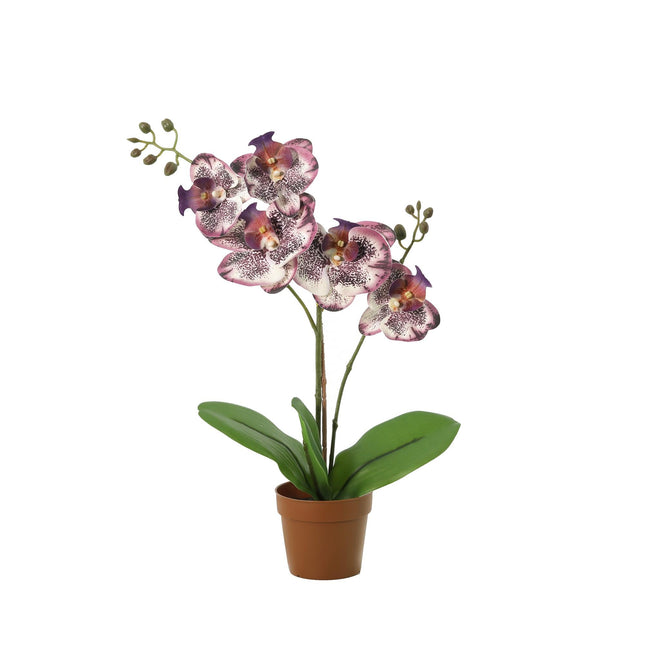 Kunstplant Phalaenopsis orchid purple - ↕41cm
