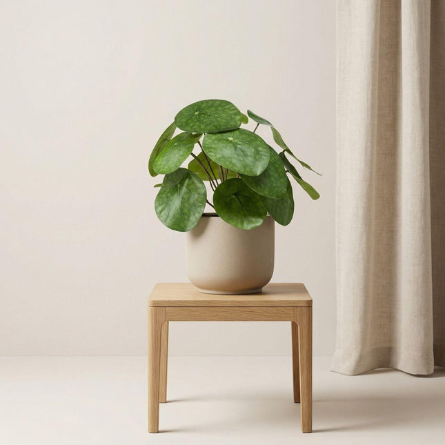 Kunstplant Pilea bush in zwarte pot - ↕25 cm