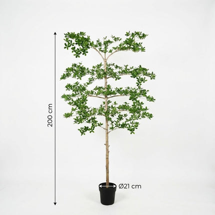 Kunstplant Bucida - ↕200cm