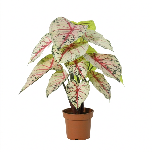 Kunstplant Caladium white / pink - ↕57cm