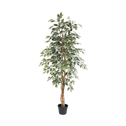 Kunstplant Ficus benjamina variegata - ↕160cm
