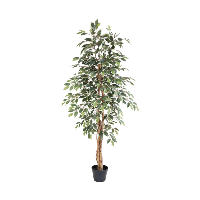Kunstplant Ficus benjamina variegata - ↕160cm