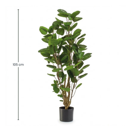 Kunstplant - Polyscias boom - ↕105cm
