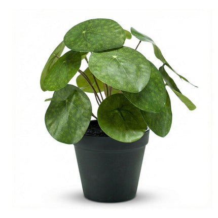 Kunstplant Pilea bush in zwarte pot - ↕25 cm