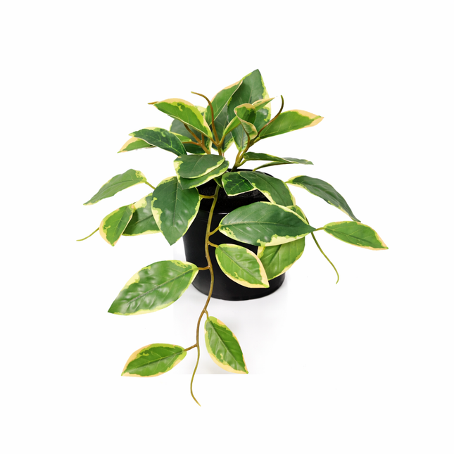 Kunstplant Hoya Variegata - ↕23cm