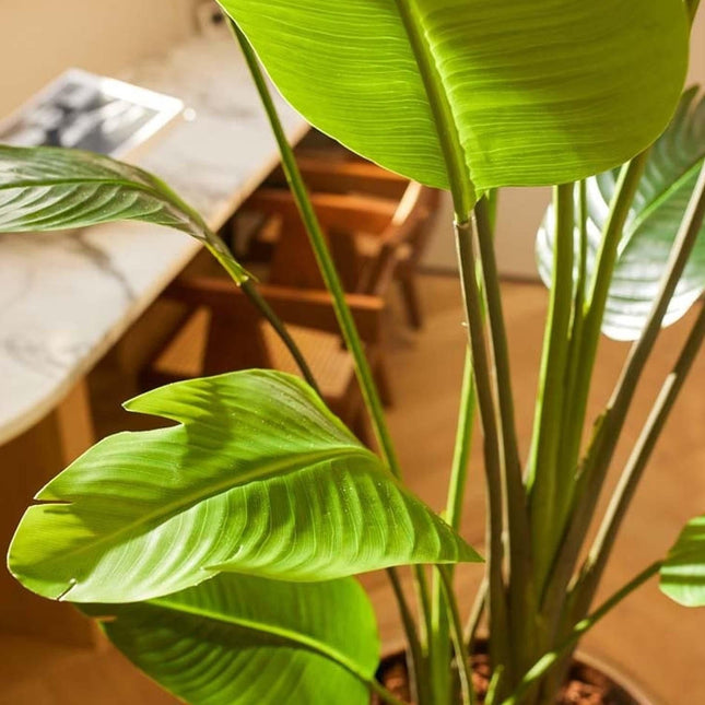 Grote Kunstplant Strelitzia Nicolai - In zwarte pot - ↕180cm