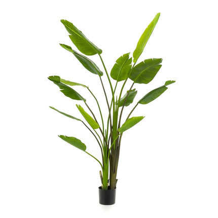 Grote Kunstplant Strelitzia Nicolai - In zwarte pot - ↕180cm