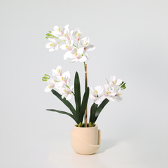 Collection image for: Nep Orchidee